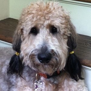 Meet your Posher, Ava